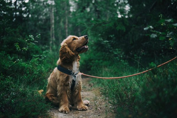 Choisir la meilleure assurance pour chien : guide essentiel